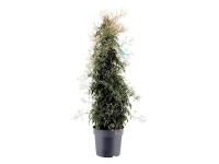 Sokvirágú jázmin fehér magasság kb. 70 cm cserép Ø kb. 17 cm Jasminum polyanthum Sokvirágú jázmin fehér magasság kb. 70 cm cserép Ø kb. 17 cm Jasminum polyanthum