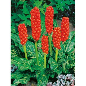 Vörös kontyvirág (Arum Italicum) cserépben, dekoratív tavi növény piros bogyókkal és zöld lombozattal.