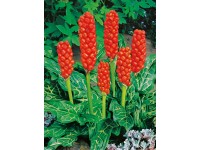 OBI olasz kontyvirág piros cserépátmérő: kb. 9 cm Arum Italicum