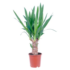 GROW by OBI Pálmaliliom (Yucca Elephantipes) barna cserépben, kb. 11 cm Ø.