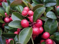Kúszó fajdbogyó magasság: kb. 5 - 10 cm cserepe kb. 0,5 l Gaultheria Kúszó fajdbogyó magasság: kb. 5 - 10 cm cserepe kb. 0,5 l Gaultheria