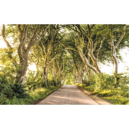 Komar vlies fotótapéta Golden Hedges 400 cm x 250 cm