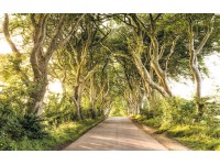 Komar vlies fotótapéta Golden Hedges 400 cm x 250 cm