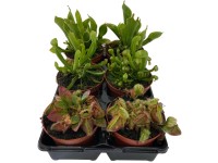 Húsevő ritkaságok válogatás cserépátmérő kb. 9 cm Húsevő ritkaságok válogatás cserépátmérő kb. 9 cm