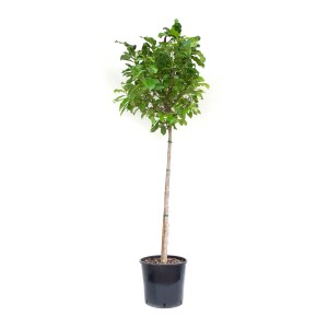 Lila Magnólia Susan cserépben, kb. 100 cm magas. Ideális kertbe és előkertbe.