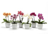 Kicsi lepkeorchidea kb. 15-30 cm Phalaenopsis