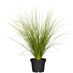 Amerikai pampafű cserépben, kb. 28 cm Ø. Dekoratív dísznövény kertbe és erkélyre.