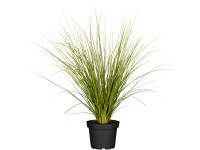 Amerikai pampafű cserépátmérő kb. 28 cm Cortaderia Selloana