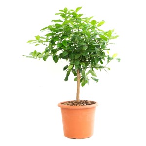 GROW by OBI citrom mini fa cserépben, kb. 60 cm magas. Zöld levelű cserepes növény.