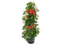 GROW by OBI muskátli egyhajtásos virág többféle színben magasság kb. 75-85 cm