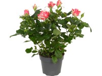 Szobarózsa Szobarózsa