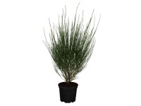 OBI seprűzanót sárga magassága kb. 60-80 cm cserepe kb. 3 l Cytisus