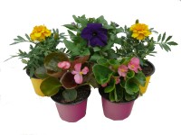 Egynyári növények 9 cm-es színes cserépben Egynyári növények 9 cm-es színes cserépben