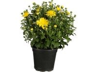 Krizantém cserépátmérő: kb. 13 cm Chrysanthemum indicum