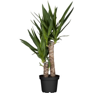GROW by OBI pálmaliliom 2 törzzsel cserépben, szobanövény zöld levelekkel.