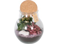 Növénykompozíció parafadugós üvegben cserépátmérő: kb. 18 cm
