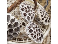 Száras lótusz fagyott dekor növény Fehér