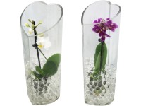 Kompozíció egyszárú lepkeorchideával üvegben cserépátmérő: kb. 6 cm