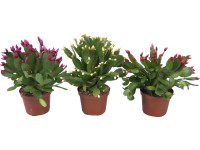 Húsvéti kaktusz Fire színkeverék cserépátmérő: kb. 9 cm Rhipsalidopsis Húsvéti kaktusz Fire színkeverék cserépátmérő: kb. 9 cm Rhipsalidopsis