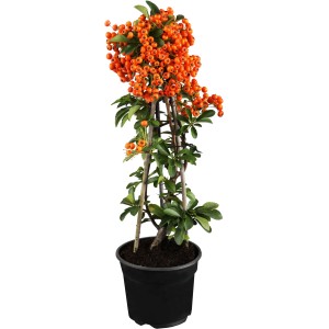Tüztövis 'Narancssárga bogyók' cserépben, kb. 50-60 cm magas. Örökzöld növény élénk narancssárga bogyókkal.