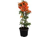 OBI tűztövis narancssárga magassága: kb. 50-60 cm cserepe kb. 2 l Pyracantha