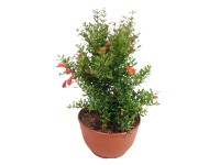 Gránátalmafa bokor tálban piros magasság 30-50 cm cserépátmérő 25 cm Punica Gránátalmafa bokor tálban piros magasság 30-50 cm cserépátmérő 25 cm Punica
