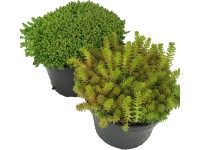 OBI varjúháj zöld cserépátmérő kb. 12 cm Sedum