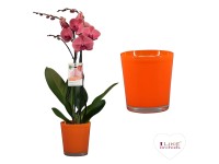 GROW by OBI lepkeorchidea üvegcserép ma. kb. 55 cm - 70 cm cserépát. kb. 12 cm