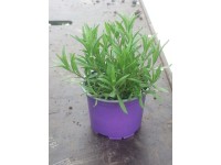 Levendula (Tihanyi angustosfolia) 12 cm