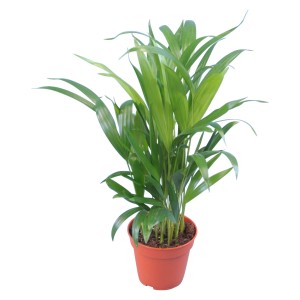 Zöld Areca pálma cserépben, kb. 12 cm Ø, szobanövény világos helyre.