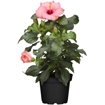 "Cato" kínai hibiszkusz 30-40 cm cserépátmérő 13 cm Hibiscus rosa-sinensis