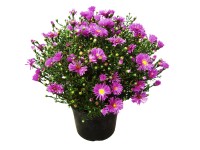 Aster 14 cm