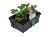 Zeller 6-os tál gyökérbojt kb. 2 x 2 cm Apium graveolens