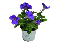 Calibrachoa kék 10,5 cm Calibrachoa kék 10,5 cm