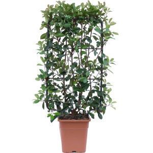 Fényeslevelű Carré Rouge fotínia cserépben, futtatóráccsal, kb. 90 cm magas. Örökzöld fotínia kertbe és erkélyre.
