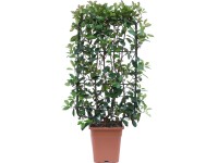 OBI kerti korallberkenye 