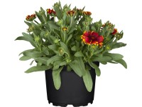 GROW by OBI közönséges kokárdavirág cserépátmérő kb. 13 cm Gaillardia arstata GROW by OBI közönséges kokárdavirág cserépátmérő kb. 13 cm Gaillardia arstata