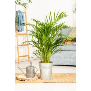 Bőséges Areca pálma (Dypsis lutescens) cserépben, szobanövény a trópusi hangulathoz.
