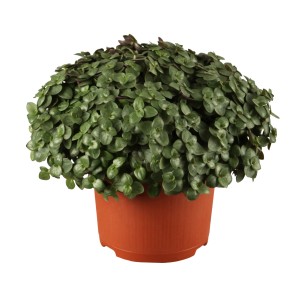 GROW by OBI Callisia repens cserépben, zöld növény mint létfontosságú táplálék kisállatok számára.
