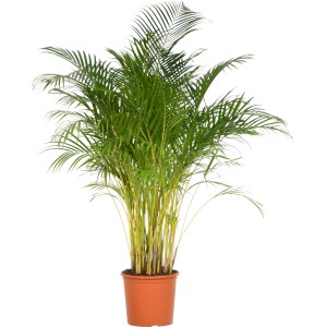 Areca pálma (Dypsis lutescens) cserépben, zöld szobanövény.