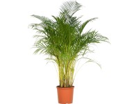 Areca pálma cserépátmérő: kb. 32 cm Areca Dypsis lutescens
