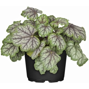 GROW by OBI Heuchera cserépben, dísznövény zöld-ezüst levelekkel és sötét erezettel.