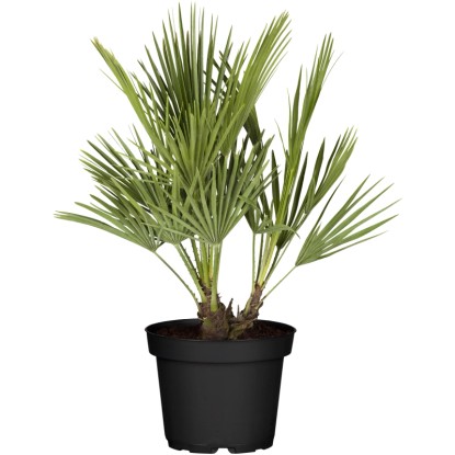 Törpe lószőrpálma mag. kb. 50-60 cm cserépátmérő kb. 20 cm Chamaerops humilis