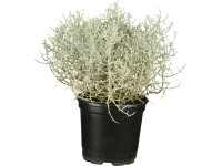 Párnacserje cserépátmérő: kb. 9 cm Calocephalus Párnacserje cserépátmérő: kb. 9 cm Calocephalus