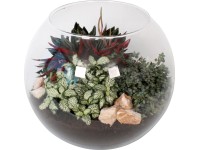 Zöldnövény kompozíció üveggömbben cserépátmérő: kb. 28 cm