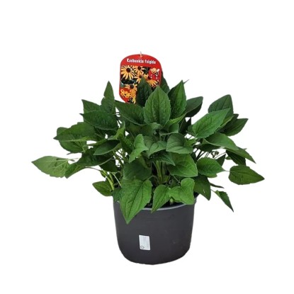 Évelő közönséges kúpvirág cserépátmérő kb. 23 cm Rudbeckia fulgida