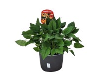 Évelő közönséges kúpvirág cserépátmérő kb. 23 cm Rudbeckia fulgida