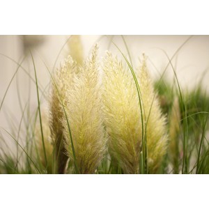 Közelkép a GROW by OBI Pampas Grass Evita-ról, dekoratív, ezüstös-sárga virágzatokkal.