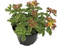 OBI varjúháj többszínű cserépátmérő kb. 12 cm Sedum