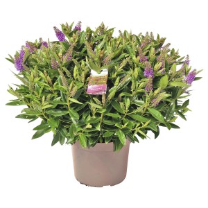 Cserepes Hebe andersonii, kb. 40 cm magas, zöld-sárga levelekkel és lila virágokkal.